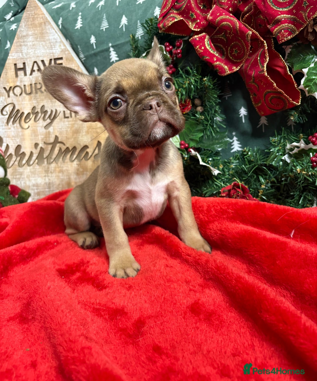 French Bulldog dogs for sale: French Bulldog Gorgeous Colours Available - Advert 3