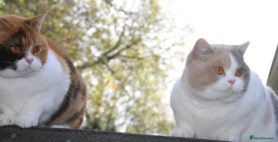 British Shorthair cats for sale: BRITISH SHORTHAIR KITTENS - Advert 2