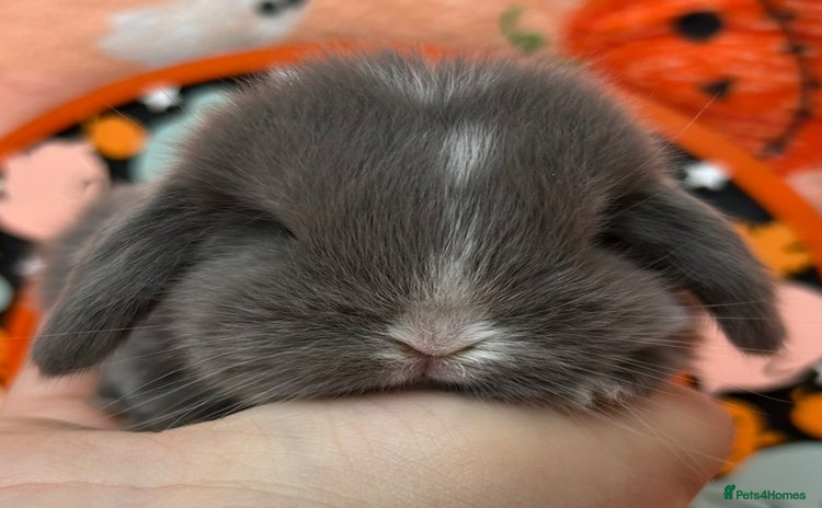 Mini Lop rabbits - Advert 4