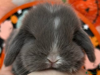 Mini Lop rabbits - Advert 14