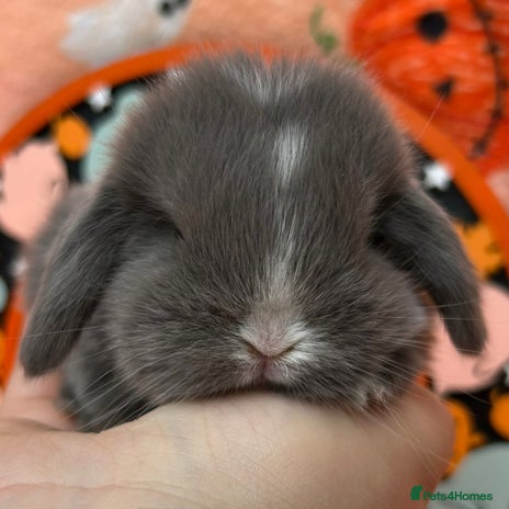 Mini Lop rabbits - Advert 15