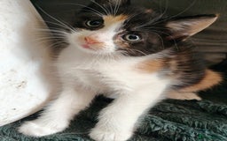 Mixed Breed cats for sale: Gorgeous Part BSH kittens ready to go now - Image 15