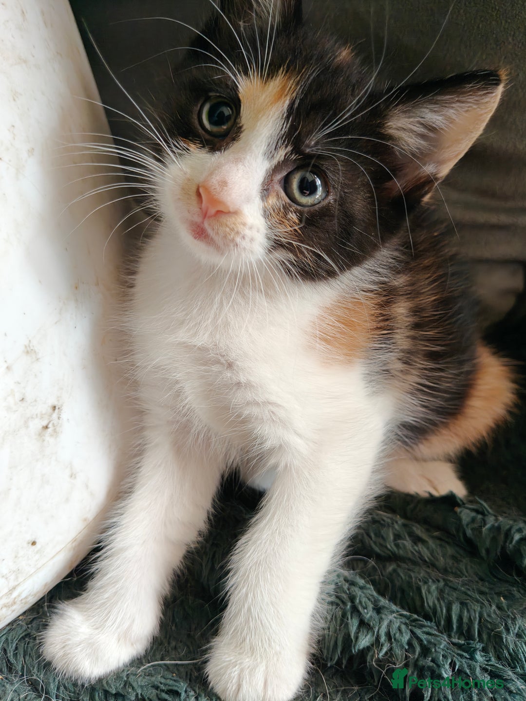 Mixed Breed cats for sale: Gorgeous Part BSH kittens ready to go now - Image 15