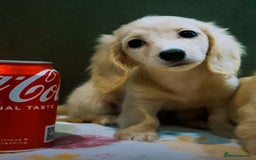 Miniature Dachshund dogs for sale: KC Cream long haired miniature dachshund puppies - Image 8