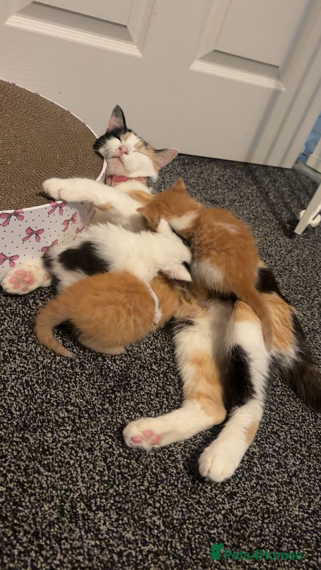 Mixed Breed cats for sale: Last 2 lovely kittens  - Image 5
