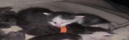 Oriental cats for sale: MAINE COON x ORIENTAL SHORTHAIR - Advert 12