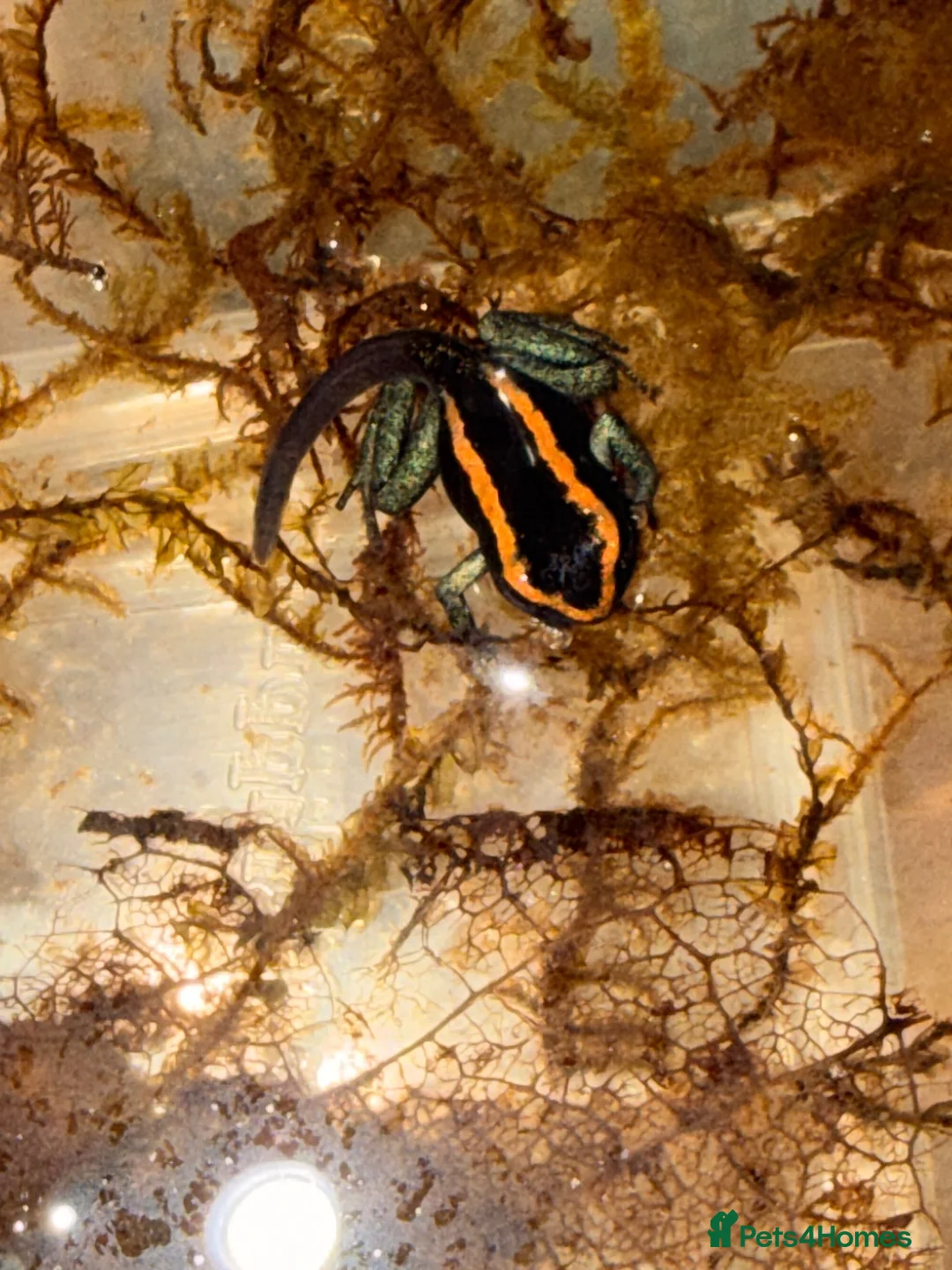 Frog reptiles for sale: Phyllobates Vittatus froglets - Advert 4