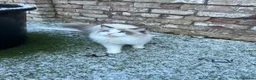 Ragdoll cats for sale: Mum, dad and kitten for sale - Advert 15
