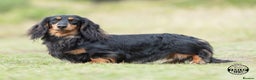 Dachshund dogs for stud: Quality miniature long hair dachshund for stud  in Saint Austell - Advert 3