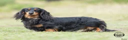 Dachshund dogs for stud: Quality miniature long hair dachshund for stud  in Saint Austell - Advert 3