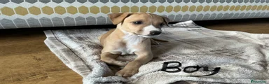 Whippet Puppy 3