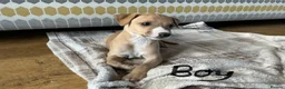 Whippet dogs for sale: Whippet x Italian greyhound puppies 75%:25% - Advert 8