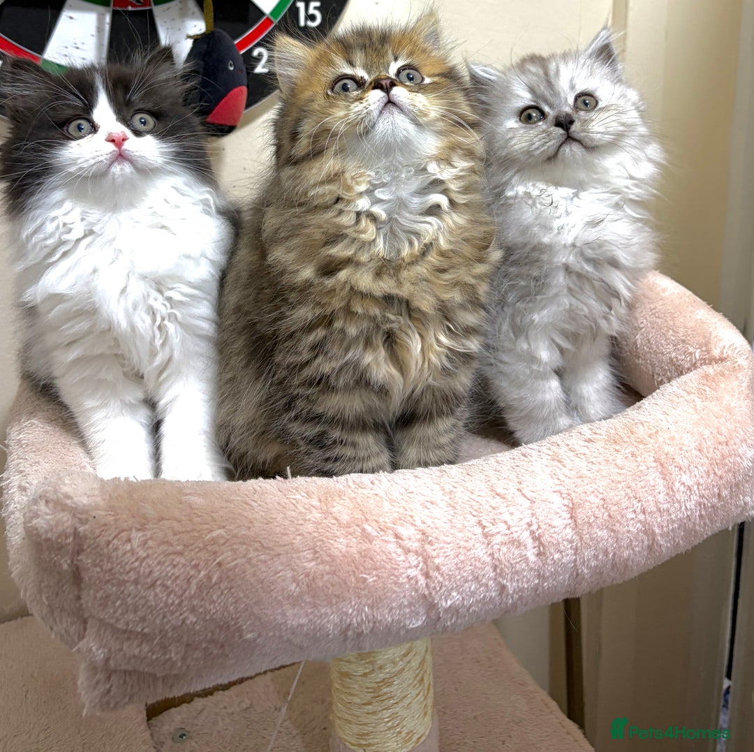 Mixed Breed cats for sale: British long hair X Chinchilla long hair - Advert 5