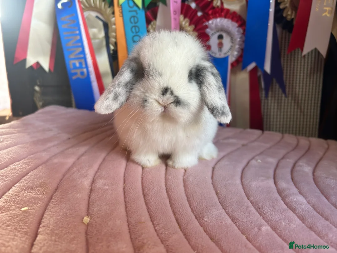 Mini Lop rabbits for sale: Adult and baby mini lops  - Advert 3
