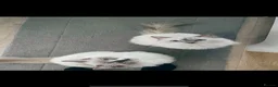 Ragdoll cats for sale: Purebred Ragdoll Kitten - Advert 12