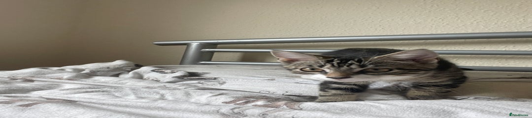 Snowshoe Kitten 1
