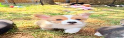 Welsh Corgi Pembroke dogs for sale: Welsh corgi (Pembroke) puppies - Advert 25