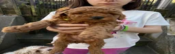 Cavapoo dogs for sale: One left - Gorgeous Cavapoo Puppies  - Advert 17