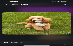 Cockapoo dogs for sale: Beautiful Fully health checked ready 22/09/2025 - Image 12