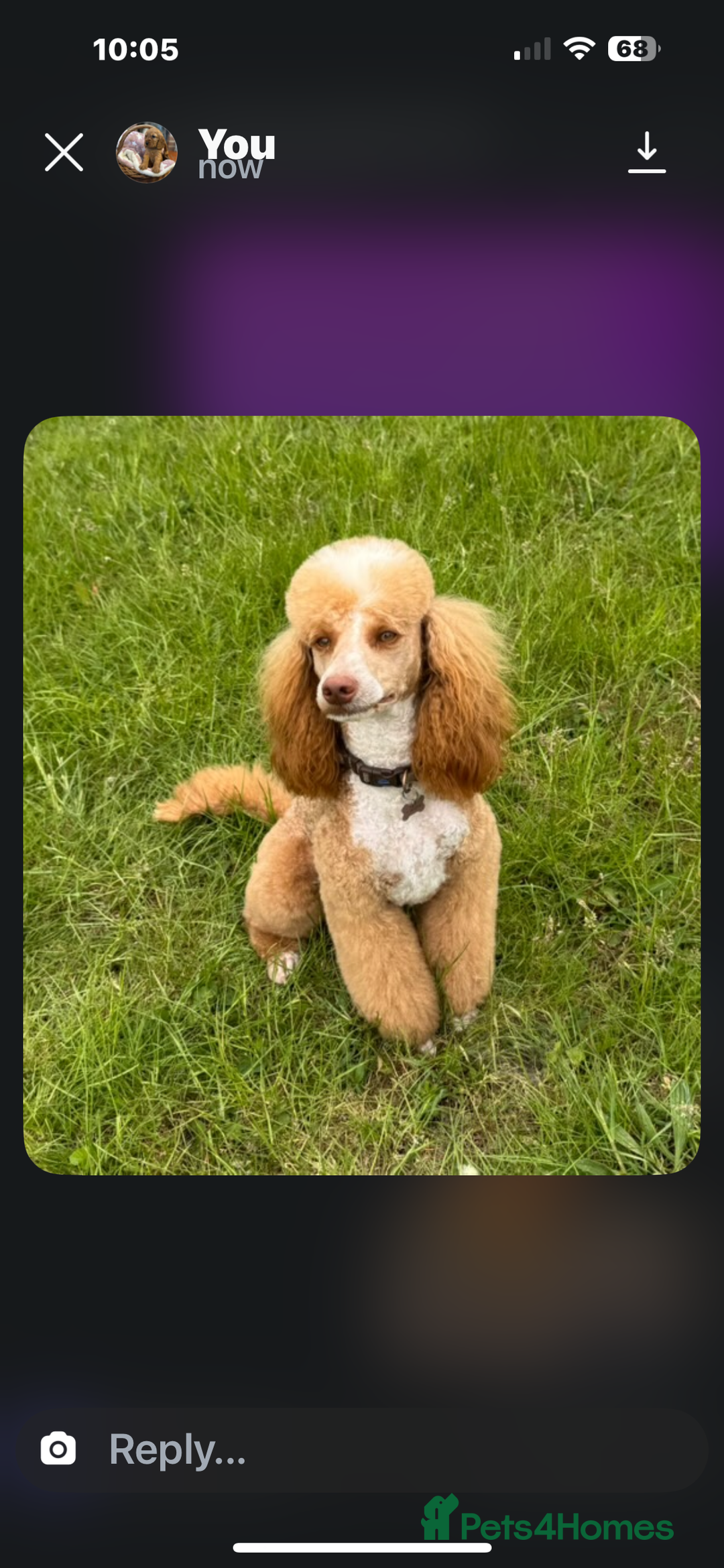 Cockapoo dogs for sale: Beautiful Fully health checked ready 22/09/2025 - Image 12