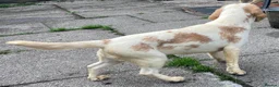 Beagle dogs for sale: 2 Kc Reg Beagles Girls For Sale - Advert 4