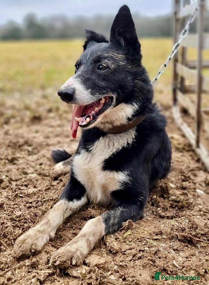 Border Collie dogs ISDS Reg Collie Stud - Advert 2