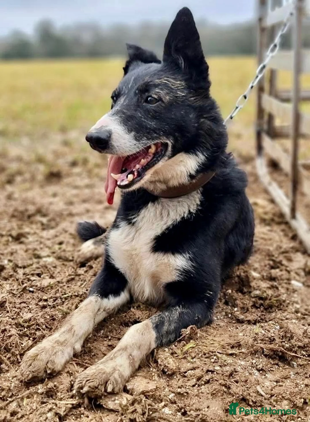 Border Collie dogs for stud: ISDS Reg Collie Stud - Advert 1