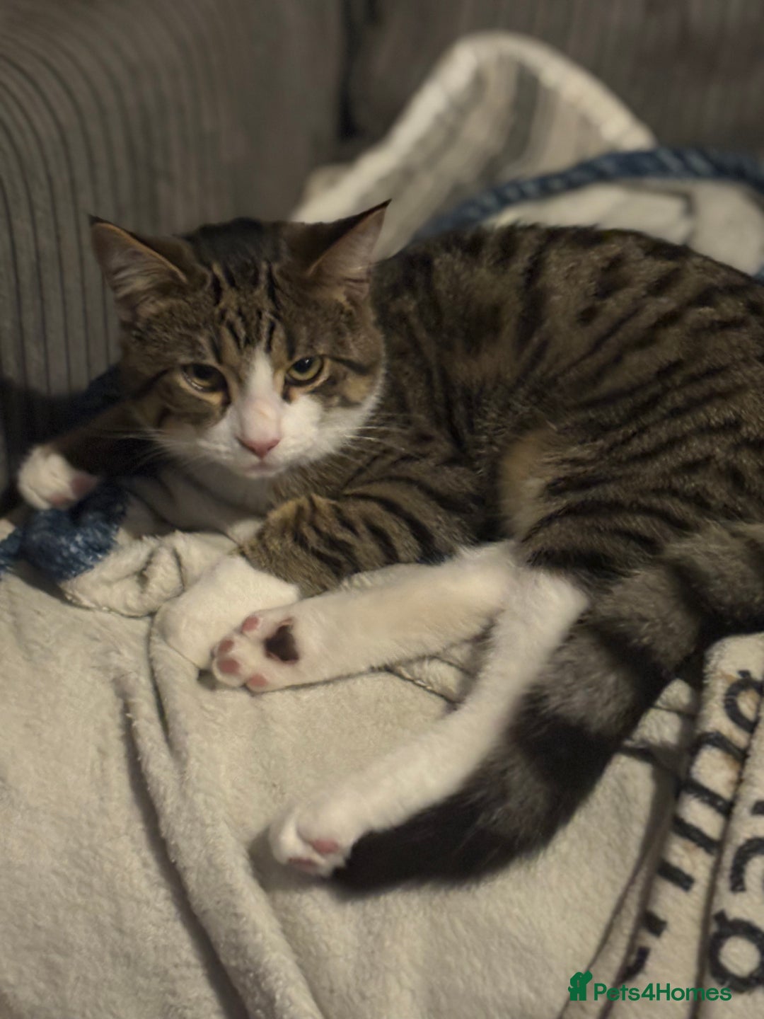 Domestic Shorthair cats for sale: Handsome 6 month old tabby and white male. - Advert 3