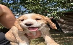 Cocker Spaniel dogs for sale: 3 golden cocker spaniels looking for loving homes - Image 4