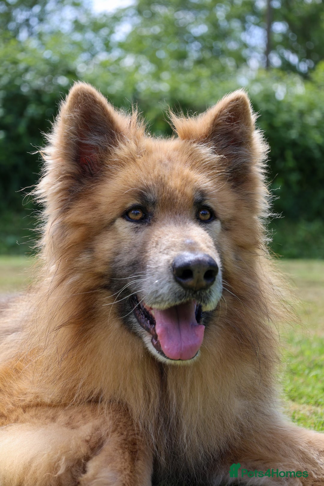 German Shepherd dogs for sale: ❤️KC health tested unique gsd babies 🩷 - Image 22