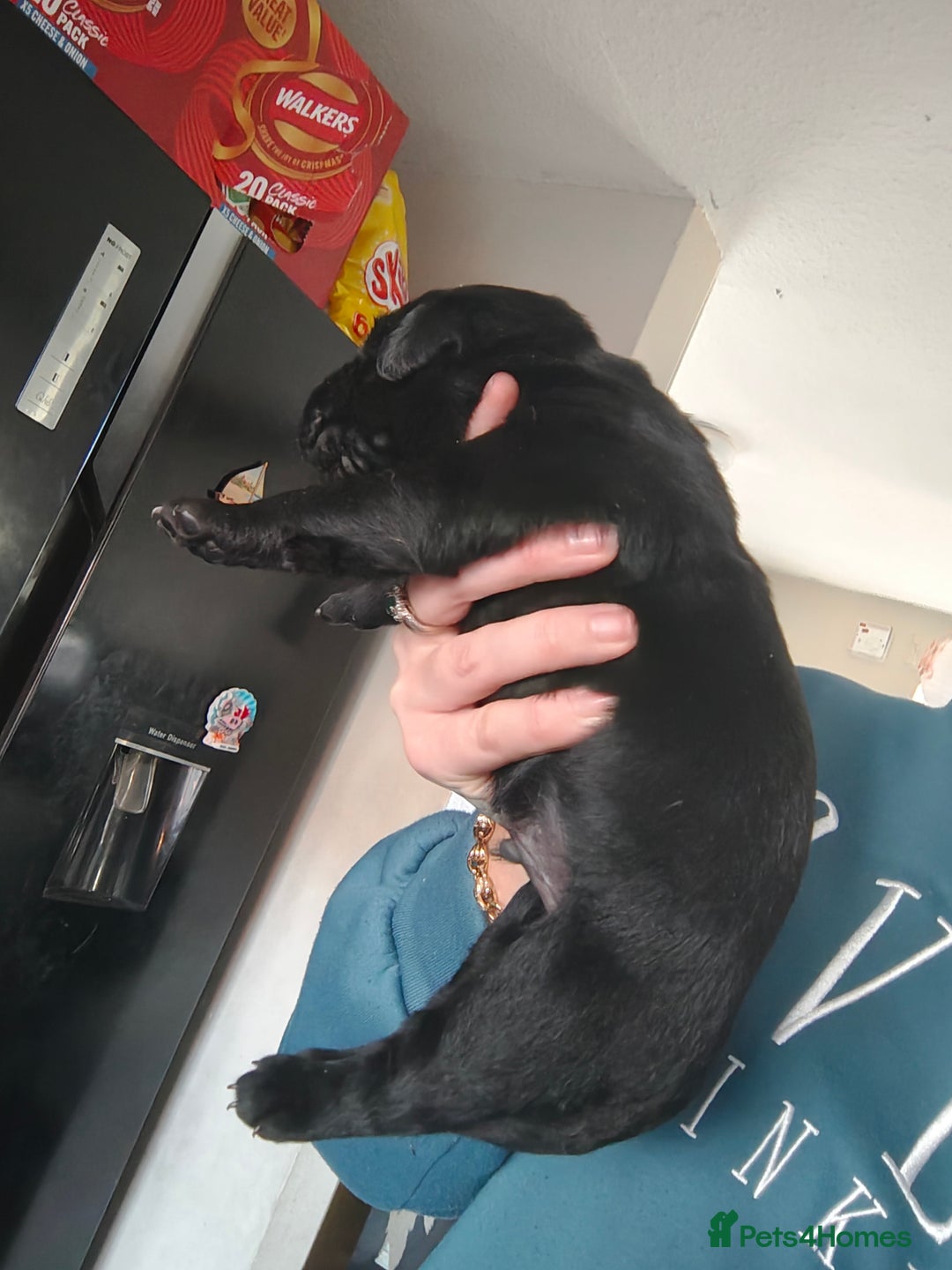 Labrador Retriever dogs for sale: Stunning Labrador pups - Advert 3