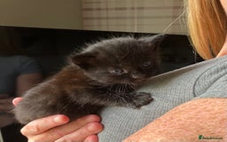 Mixed Breed cats for sale: 4 extremely loving kittens for sale  - Image 4