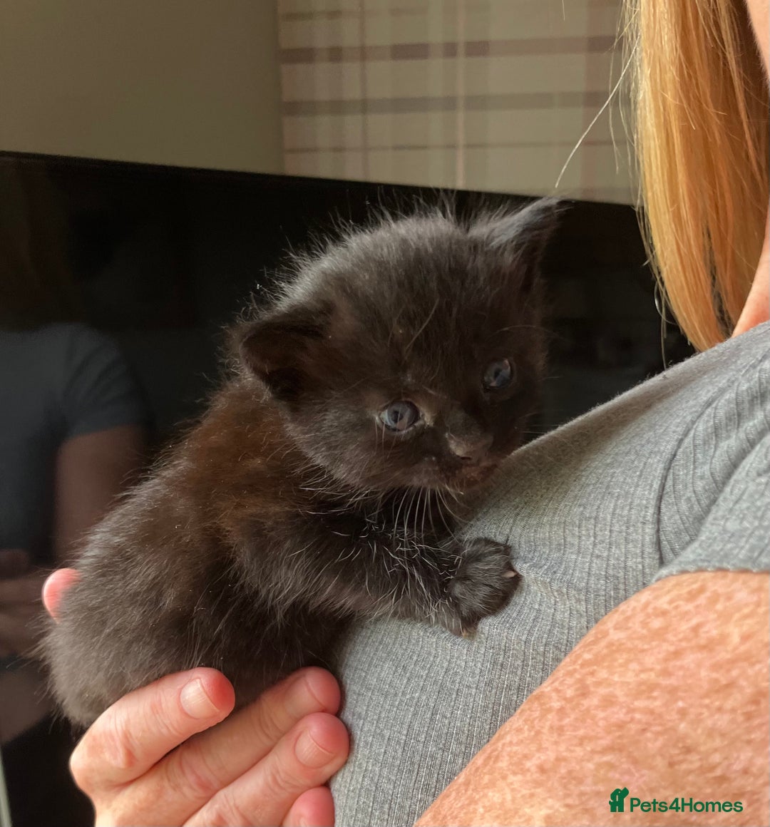 Mixed Breed cats for sale: 4 extremely loving kittens for sale  - Image 4