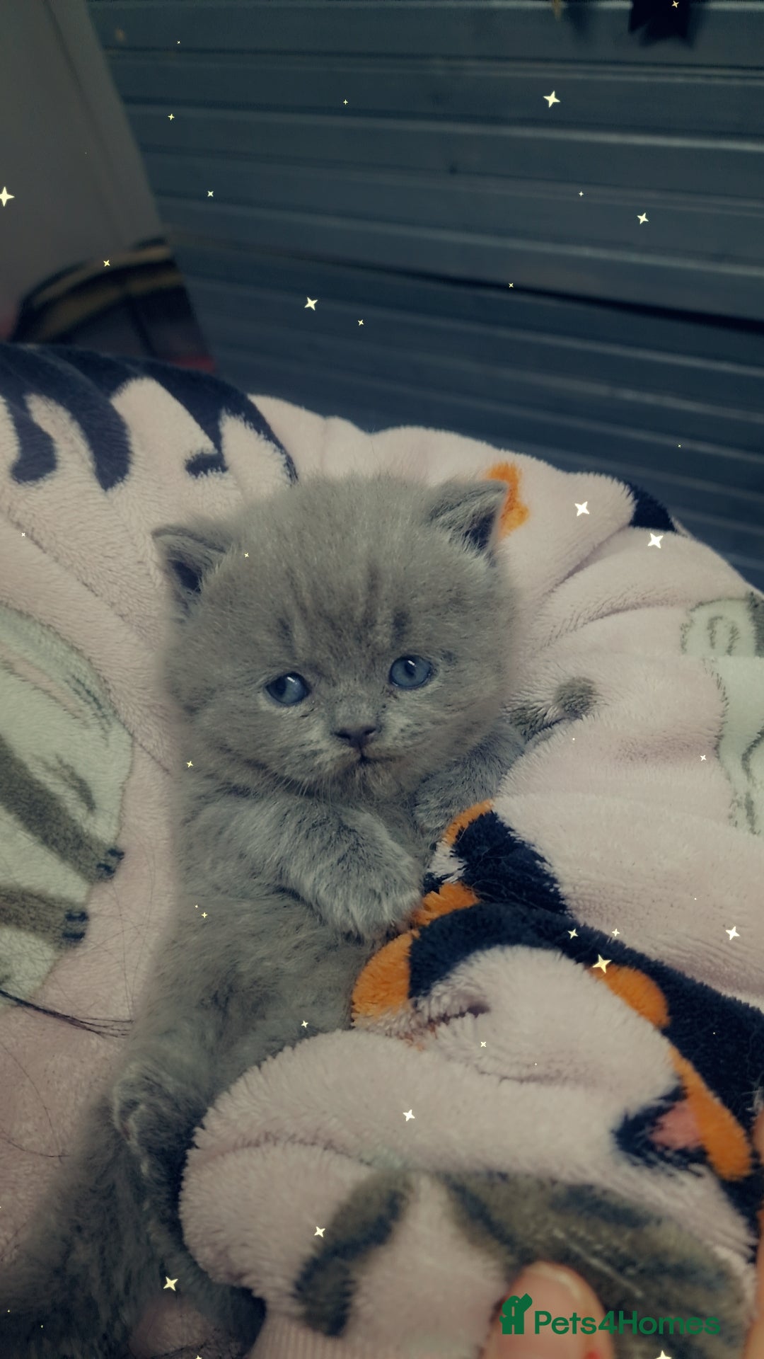 British Shorthair cats for sale: blue boy left. Chunky champion british shorthair - Advert 5