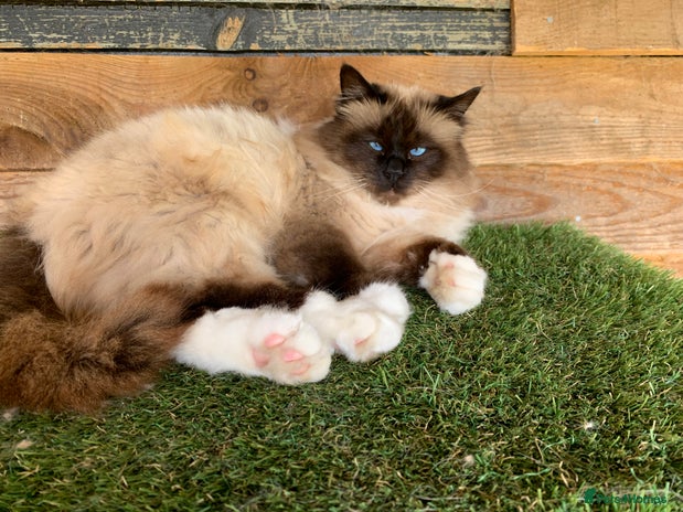 Birman cats - Advert 2