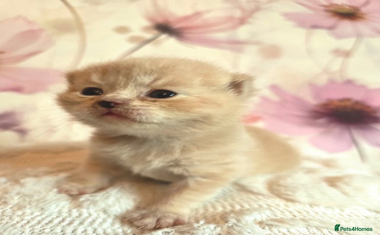 British Shorthair cats - Advert 7