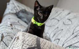Mixed Breed cats for sale: Beautiful Kittens - Image 19