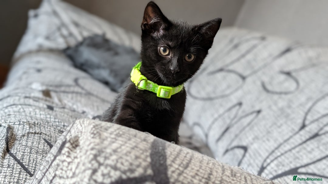 Mixed Breed cats for sale: Beautiful Kittens - Image 19