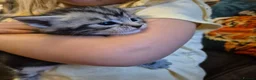 Mixed Breed cats for sale: Maine Coon Cross fluffy kittens  - Advert 10