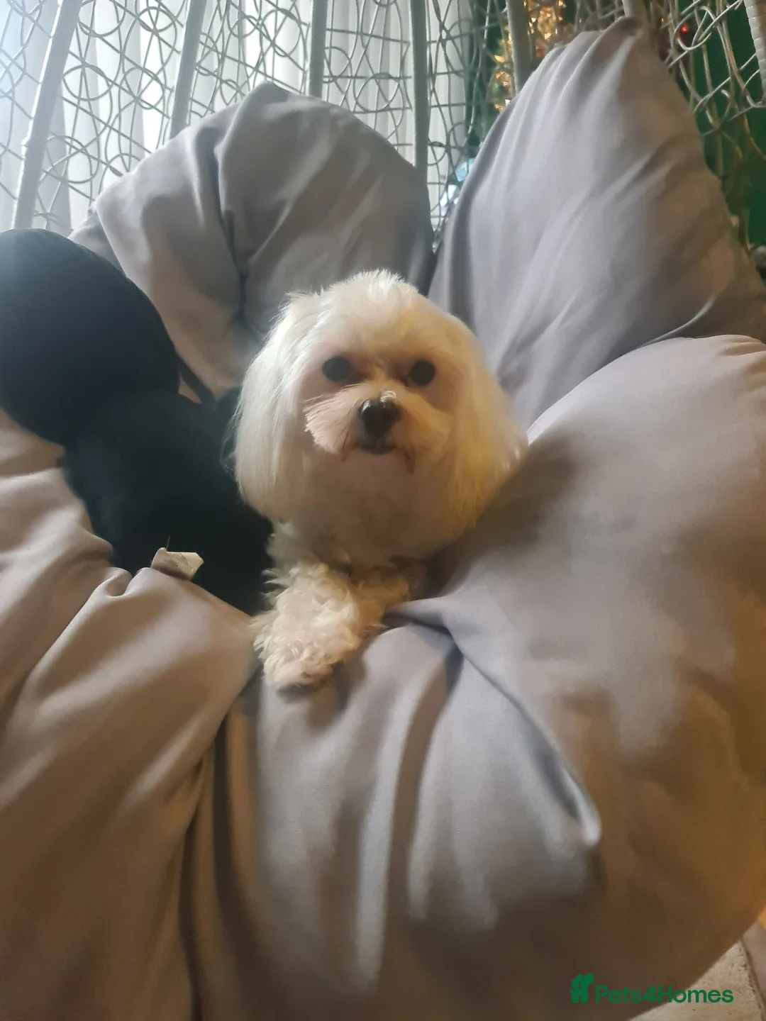 Maltese dogs for stud: KC Maltese dog for stud in Northampton - Advert 3