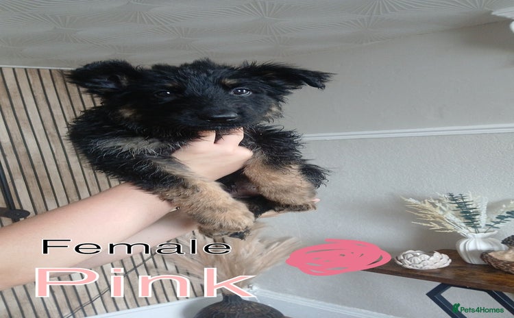 German Shepherd dogs - Advert 5