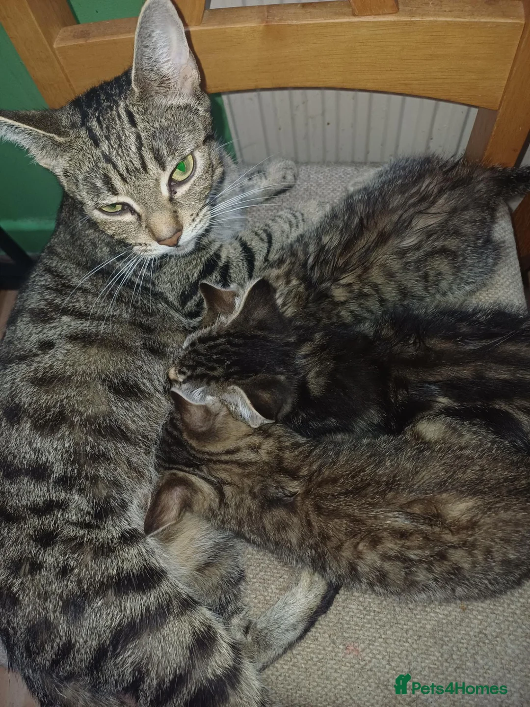Domestic Shorthair cats for sale: 3 kittens looking for lovely home - Advert 1