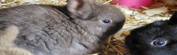 Netherland Dwarf rabbits for sale: Netherland dwarf BLACK & A CHOC BUCK  TO RESERVE  - Advert 13