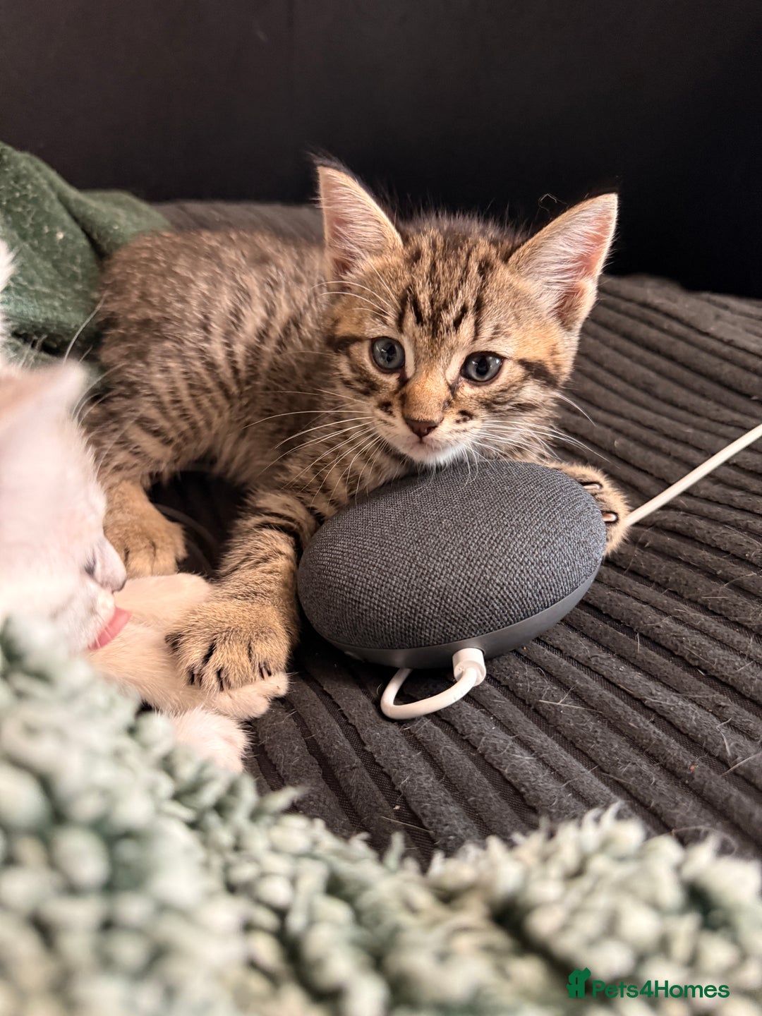 Mixed Breed cats for sale: Cutest kittens!  - Image 11
