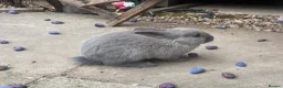 Mixed Breed rabbits for sale: Two Baby Rabbits  in Melton Mowbray - Advert 3
