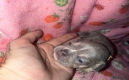 French Bulldog dogs for sale: French Bulldog Puppies  - Image 5