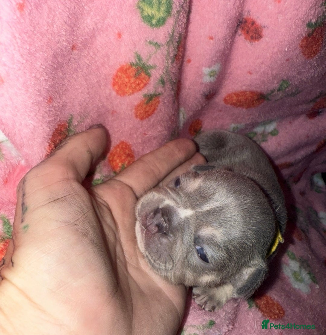 French Bulldog dogs for sale: French Bulldog Puppies  - Image 5