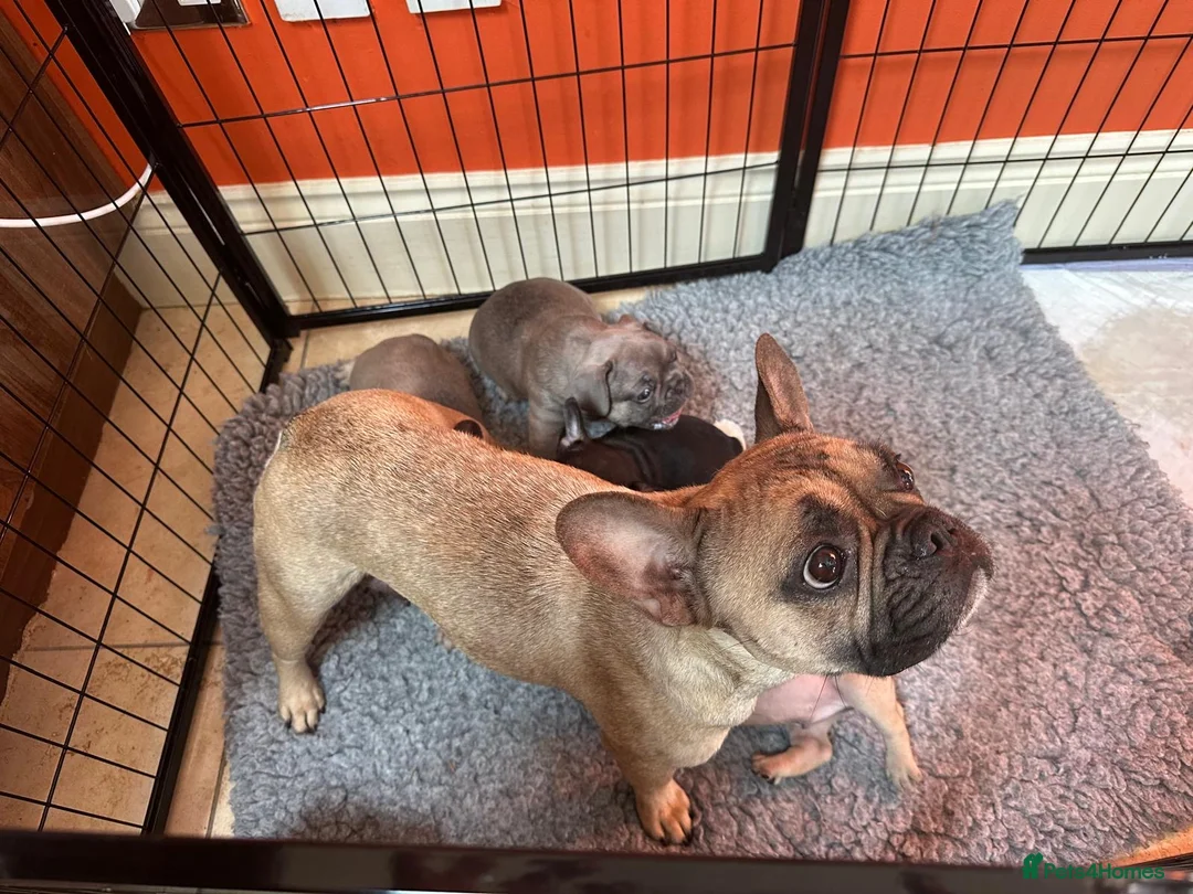 French Bulldog dogs for sale: Amazing French Bulldog Puppies - TOP CLASS - Advert 2