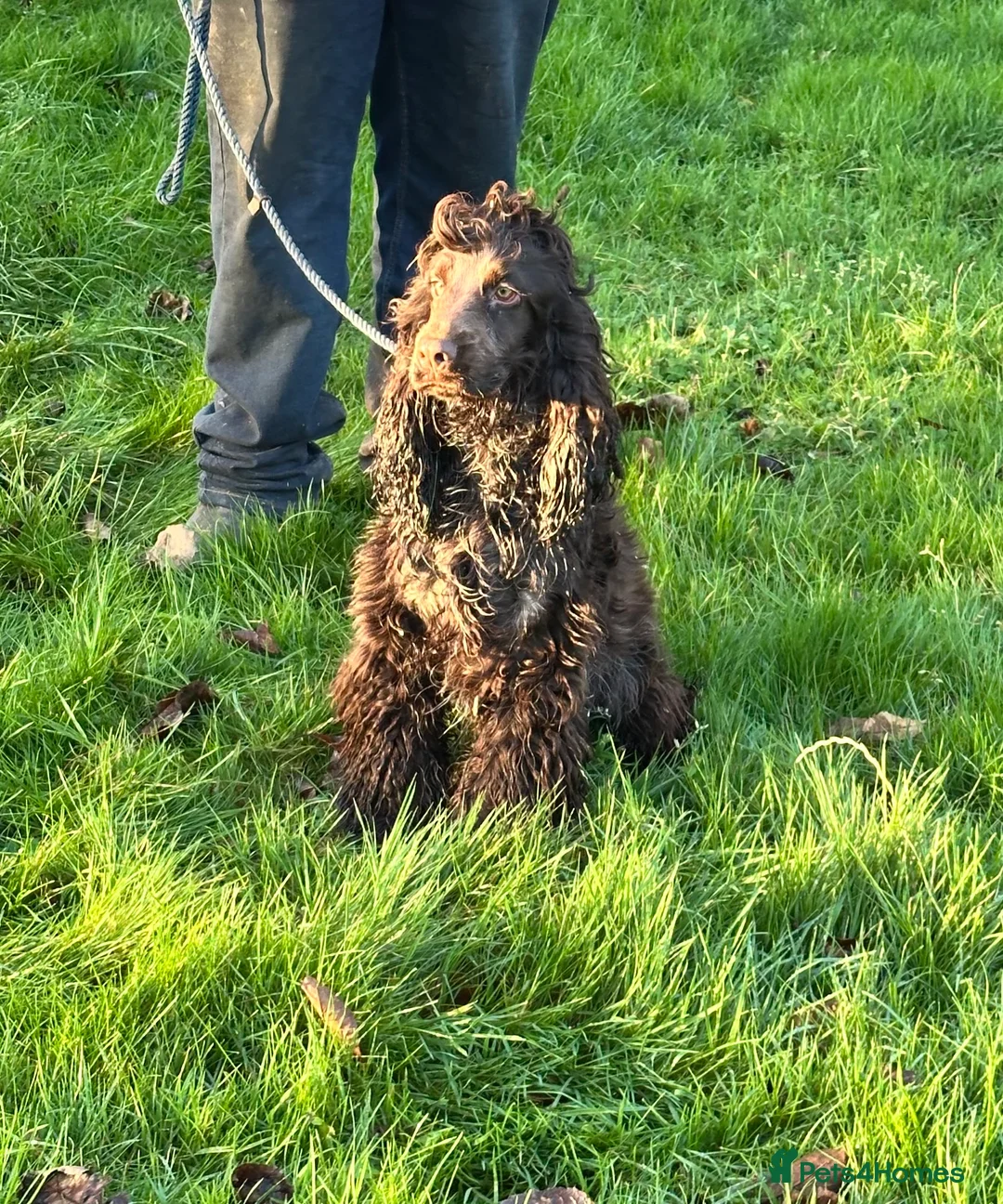 Cocker Spaniel dogs for sale: Handsome chocolate roan boy - Advert 2