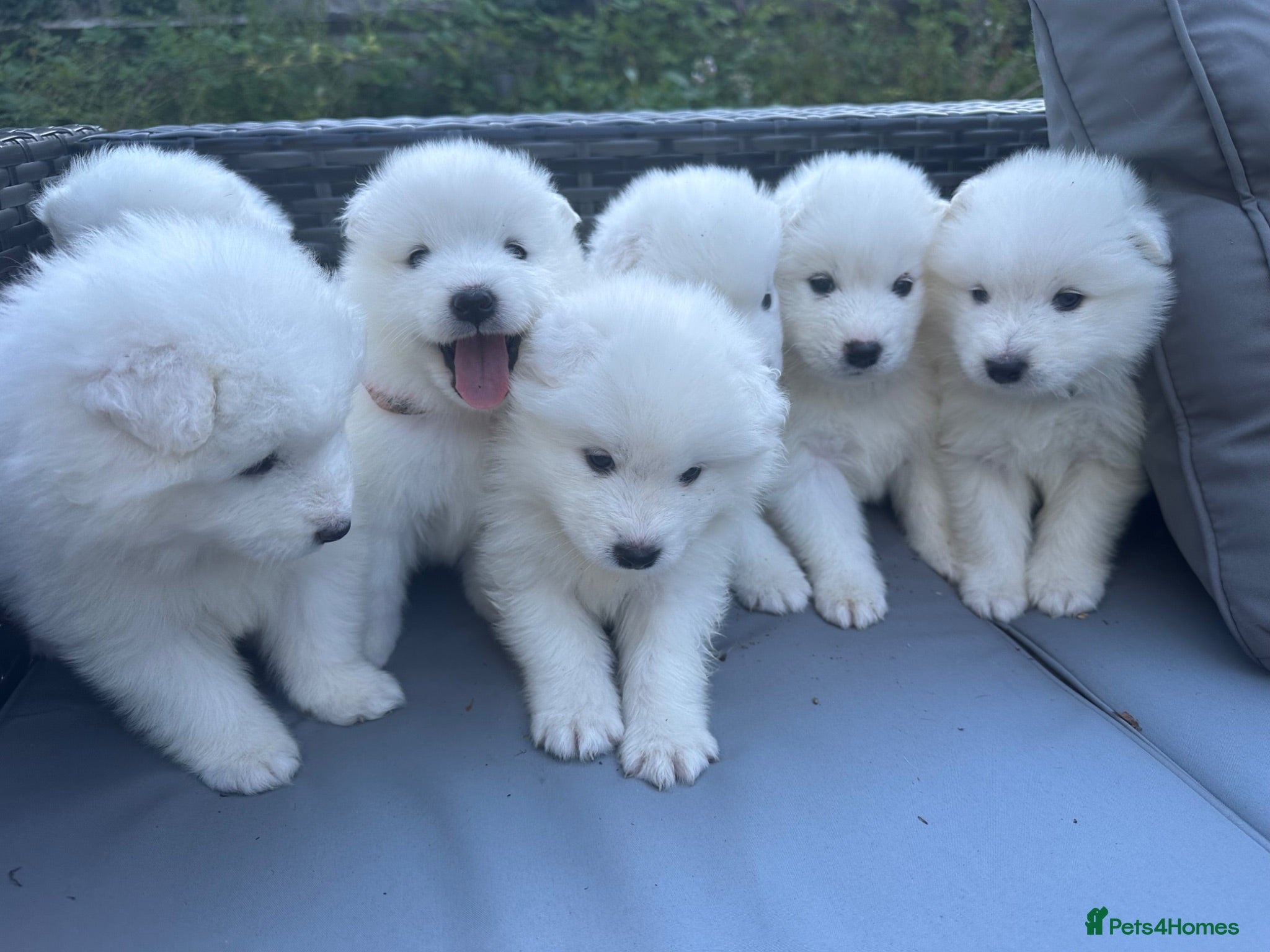 Samoyed dogs     Adorable Samoyed Puppies Looking for 5★ Homes - Advert 1